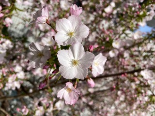 IMG_4193.jpeg