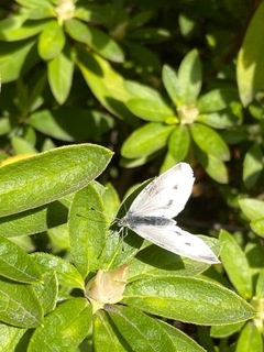 IMG_4196.jpeg
