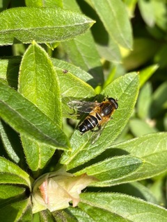 IMG_4197.jpeg