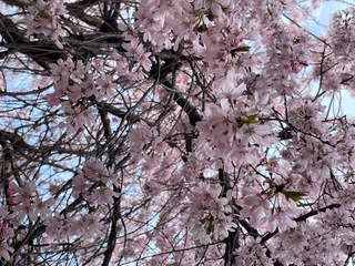 IMG_4202.jpeg