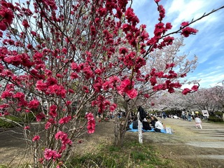 IMG_4205.jpeg